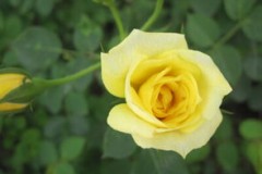 黄玫瑰代表什么意思,黄玫瑰代表什么意思？