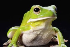 青蛙卵图片,青蛙卵图片: 观察青蛙生命的起源