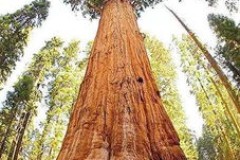 世界上最大的树