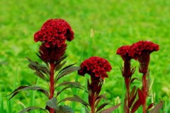 鸡冠花,鸡冠花:是鲜艳多彩的观赏植物。