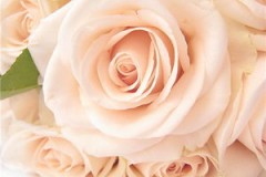15朵玫瑰代表什么,浪漫的爱情。