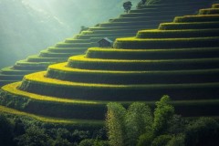 高效鸽子养殖：保健砂的科学配比方法揭秘