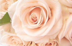 15朵玫瑰代表什么,浪漫的爱情。