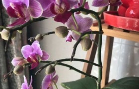 蝴蝶兰的养护与浇水,蝴蝶兰的护理和浇水指南:保持你喜欢的兰花的活力