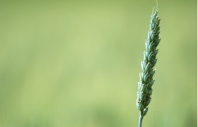 请介绍饲草调制氨化技术要点和生物化原理？