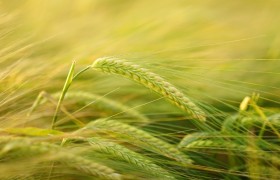 玉米虫害症状识别：蓟马病虫害全解析
