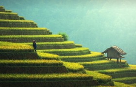 韭菜灰霉病防治技巧全面解析