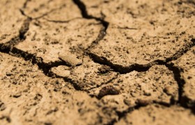 玉米叶片功能解析及大垄双行种植优势一览