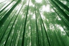 竹子属于树还是草,竹子属于树还是草？