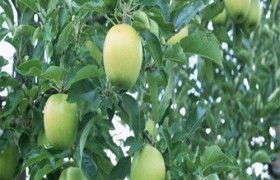 苹果树管理技术,苹果树管理技术:优化产量和质量Label:苹果栽培