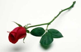 一朵玫瑰花代表什么,爱情和浪漫
