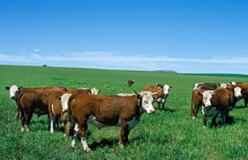 大牧场放牧业,大牧场放牧的历史标签:大牧场，放牧的历史