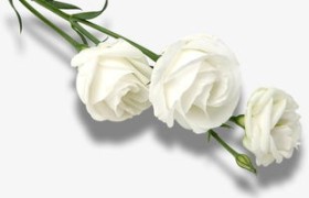 白玫瑰不能随便送人,白玫瑰:是传达爱的禁断之花。