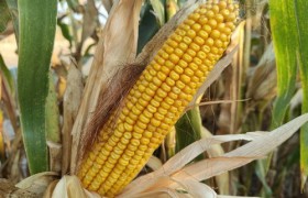 玉米种,玉米种子:栽培，收获和加工。