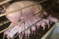 母猪养殖技术,母猪养殖技术视频