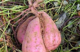 红薯吃的是根还是茎,红薯是根还是茎?揭开了食用植物的秘密。