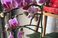蝴蝶兰的养护与浇水,蝴蝶兰的护理和浇水指南:保持你喜欢的兰花的活力