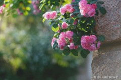 蔷薇花期,玫瑰花时期:赏花女王标签:玫瑰花，花期